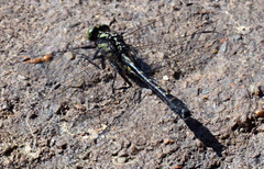 Hylogomphus adelphus