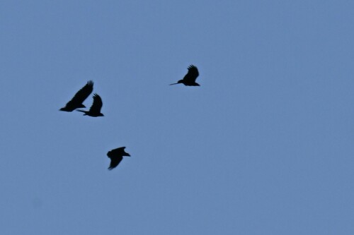 Fan-tailed Raven