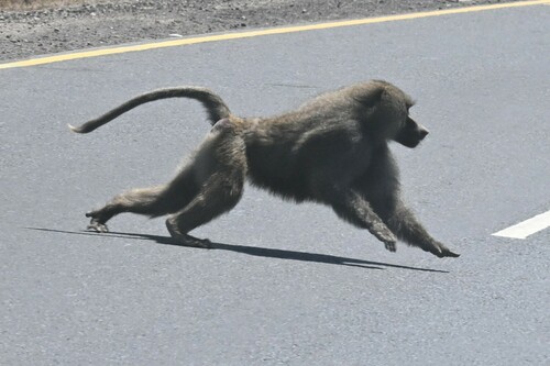 Olive Baboon