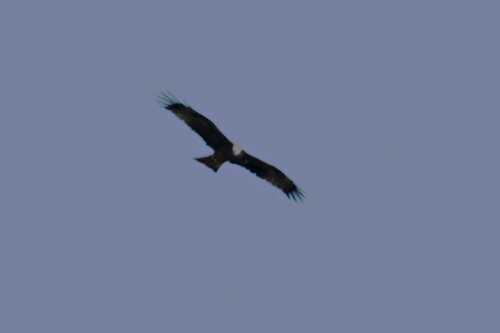 Black Kite