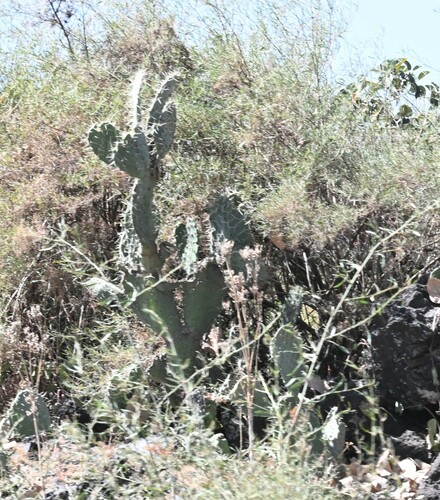 Indian fig opuntia