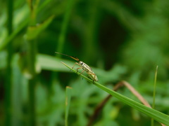 Leptopterna dolabrata