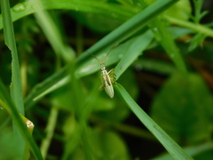 Leptopterna dolabrata