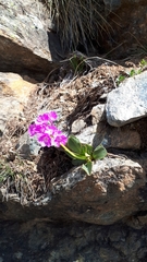 Primula pedemontana