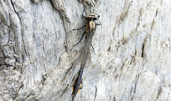 Gomphurus ventricosus