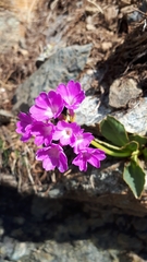 Primula pedemontana