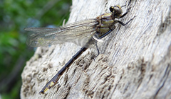 Gomphurus ventricosus