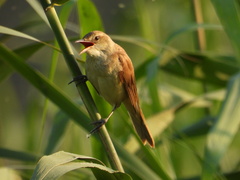 Acrocephalus orientalis