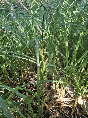 Image of Carex lacustris by (c) Mike Zifkin, some rights reserved (CC BY)