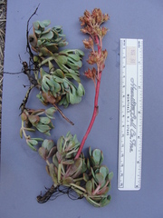 Sedum kiersteadiae