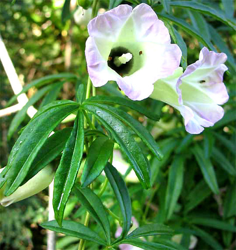 Ipomoea heterodoxa, photograph 5