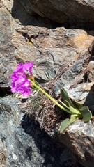 Primula pedemontana