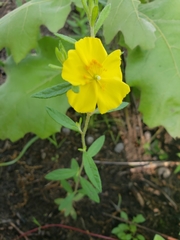 Crocanthemum canadense