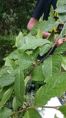 Cotoneaster bullatus