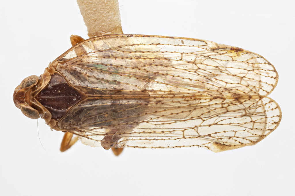 Cixius youngi