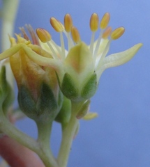 Sedum kiersteadiae