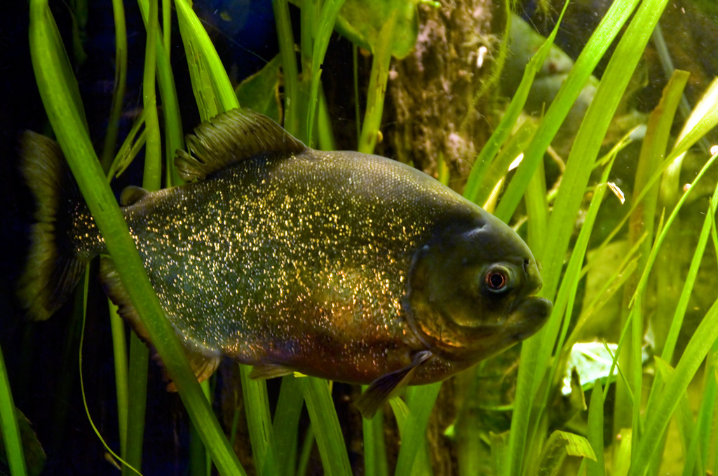 Characins (Characiformes) - Marine Life Identification