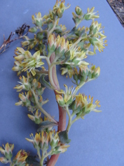 Sedum kiersteadiae