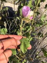 Malacothamnus densiflorus