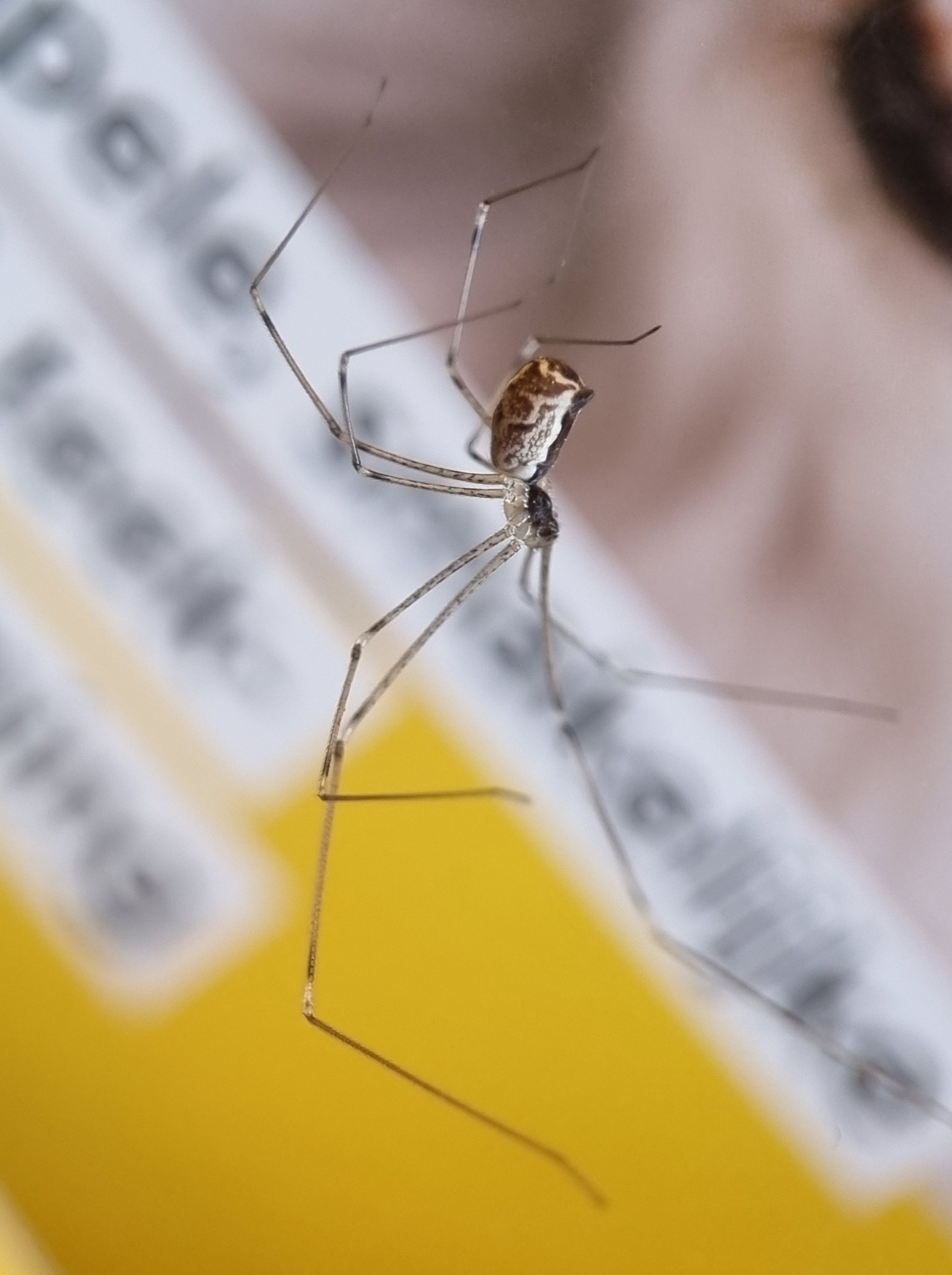 marbled cellar spider