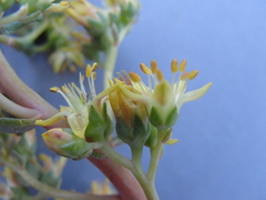 Sedum kiersteadiae