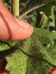 Malacothamnus densiflorus