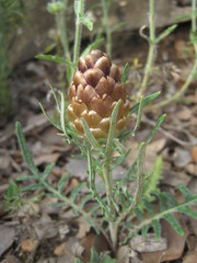 Leuzea conifera