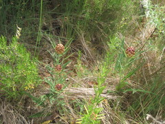 Leuzea conifera
