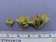 Sedum kiersteadiae