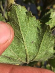 Malacothamnus densiflorus