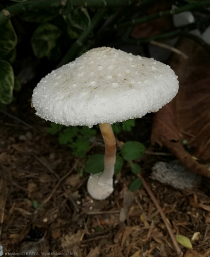 white chalk mushroom