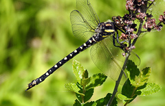 Cordulegaster maculata
