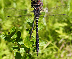 Cordulegaster maculata