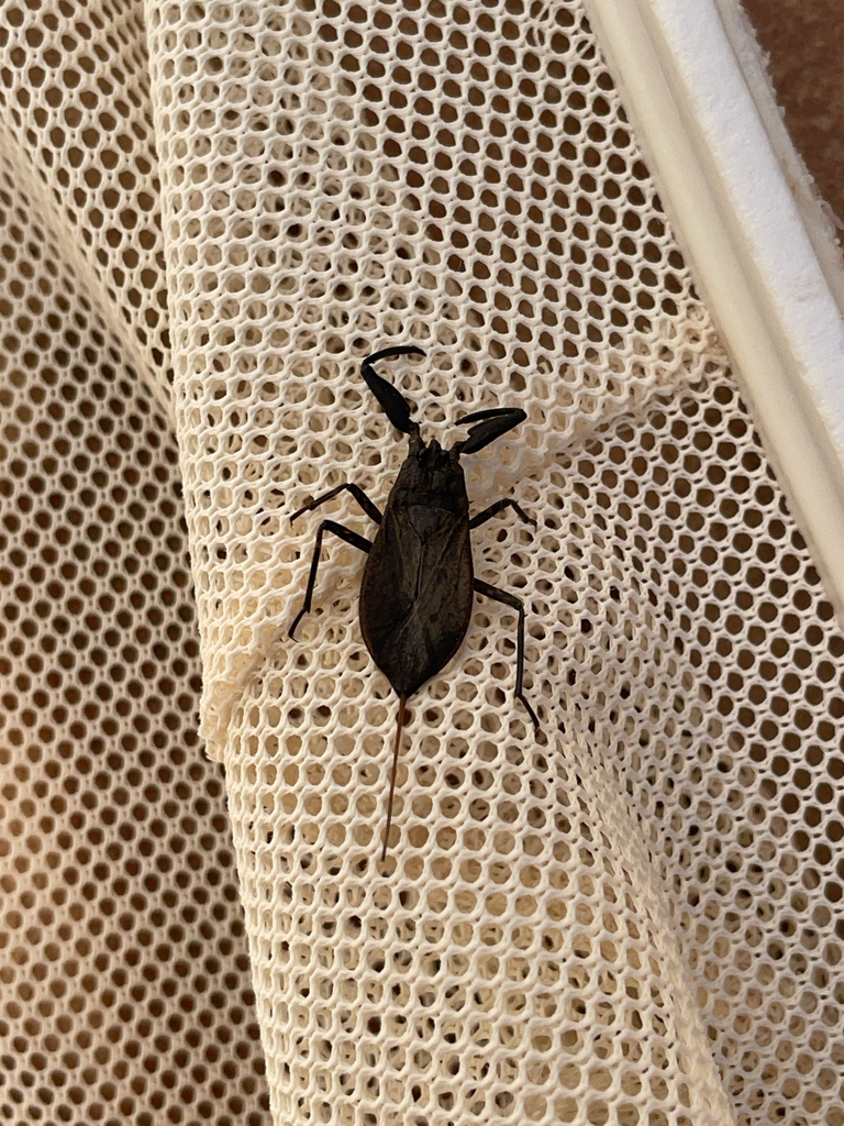 Louis Rimmer Eurasian Water Scorpion from Casabermeja on July 14, 2024 at 01:27 PM ...