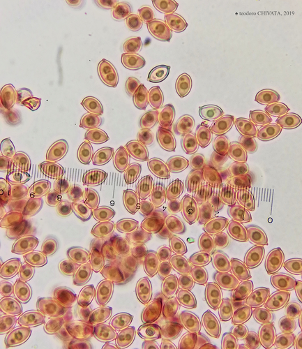 white chalk mushroom