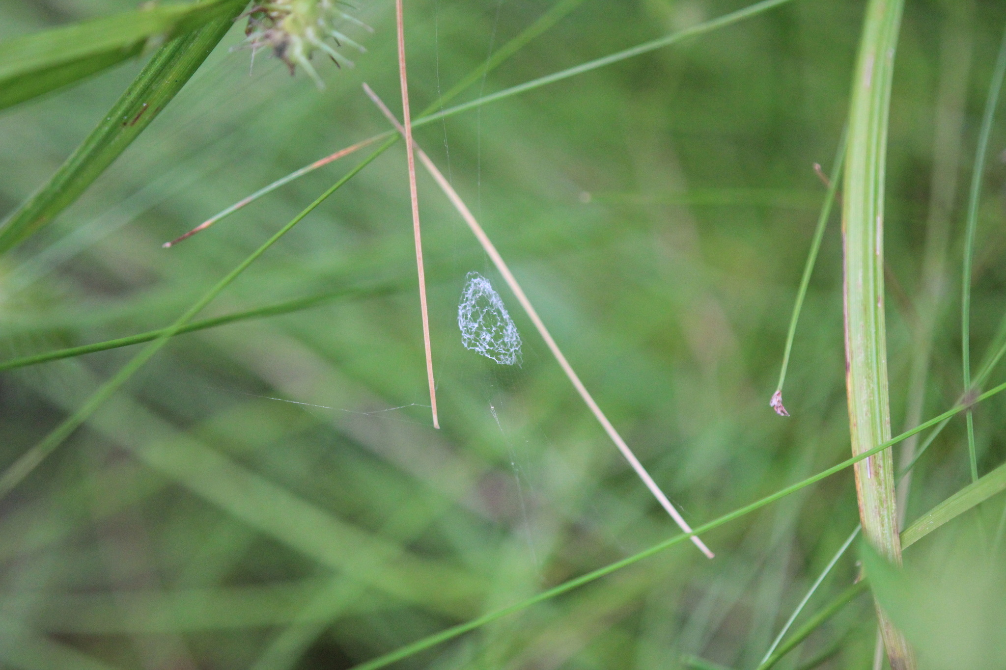 lined orbweaver