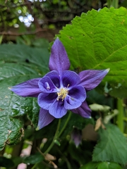 Aquilegia coerulea