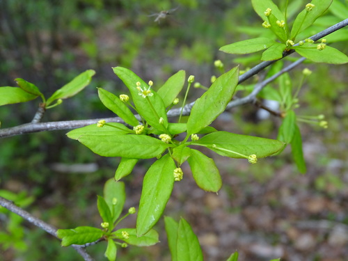 Catberry (Ilex mucronata)