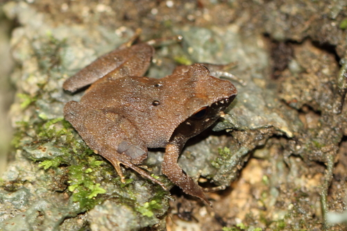 Platymantis corrugatus