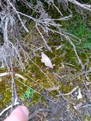 Perconia strigillaria