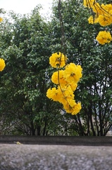 Handroanthus chrysanthus