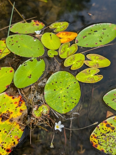 Little floatingheart (Nymphoides cordata)