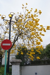 Handroanthus chrysanthus