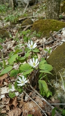 Jeffersonia diphylla
