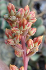 Sedum kiersteadiae