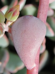 Sedum kiersteadiae