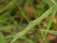 Ischnura elegans