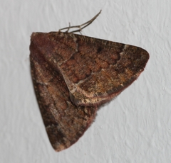 Drepanogynis miltophyris