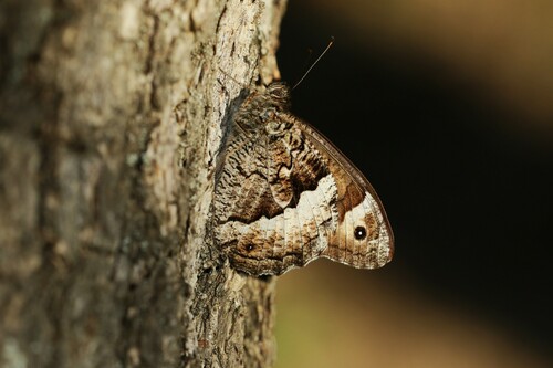 Eastern Rock Grayling