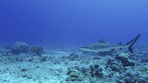 Grey Reef Shark